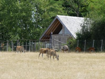 Plaine africaine - 2019