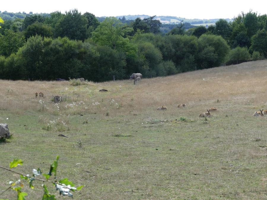 Plaine africaine