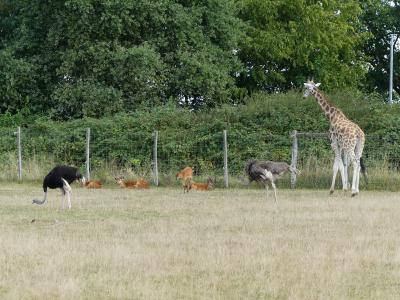 Plaine africaine - 2019