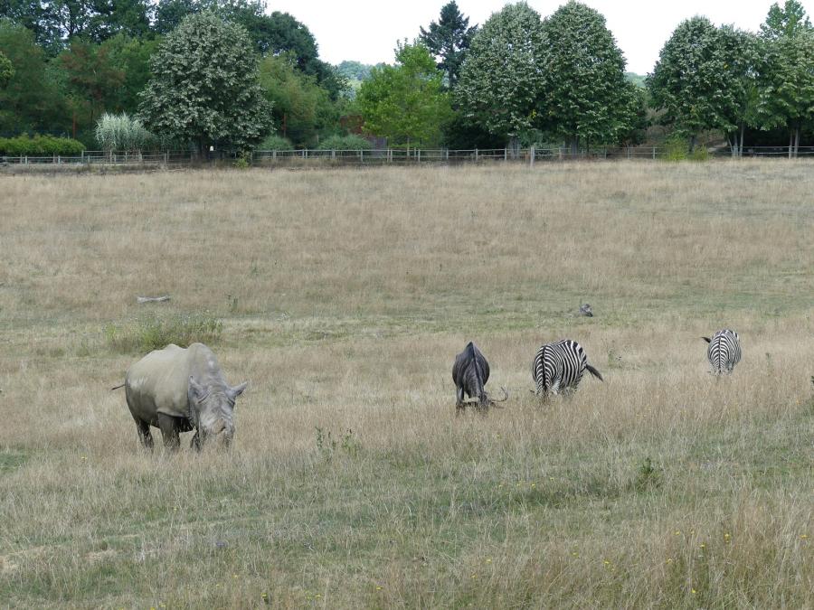 Plaine africaine