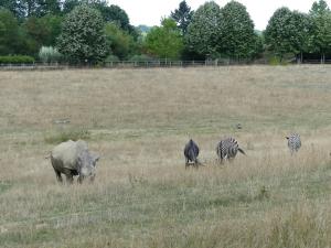 Plaine africaine