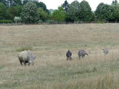 Plaine africaine - 2019