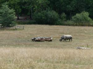 Rhinocéros blanc