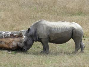 Rhinocéros blanc