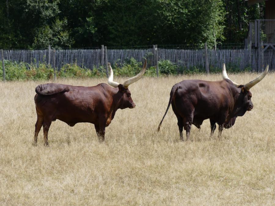 Watusi