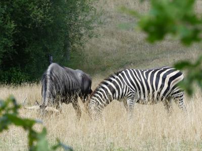 Zèbre de Chapman - Gnou bleu - 2019