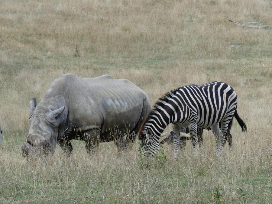 Zèbre de Chapman - Rhinocéros blanc