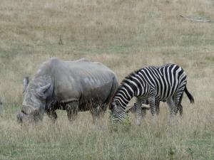 Zèbre de Chapman - Rhinocéros blanc