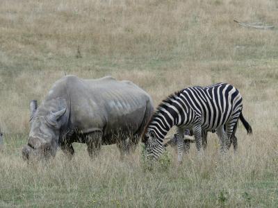 Zèbre de Chapman - Rhinocéros blanc - 2019