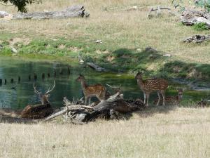 Cerf Axis