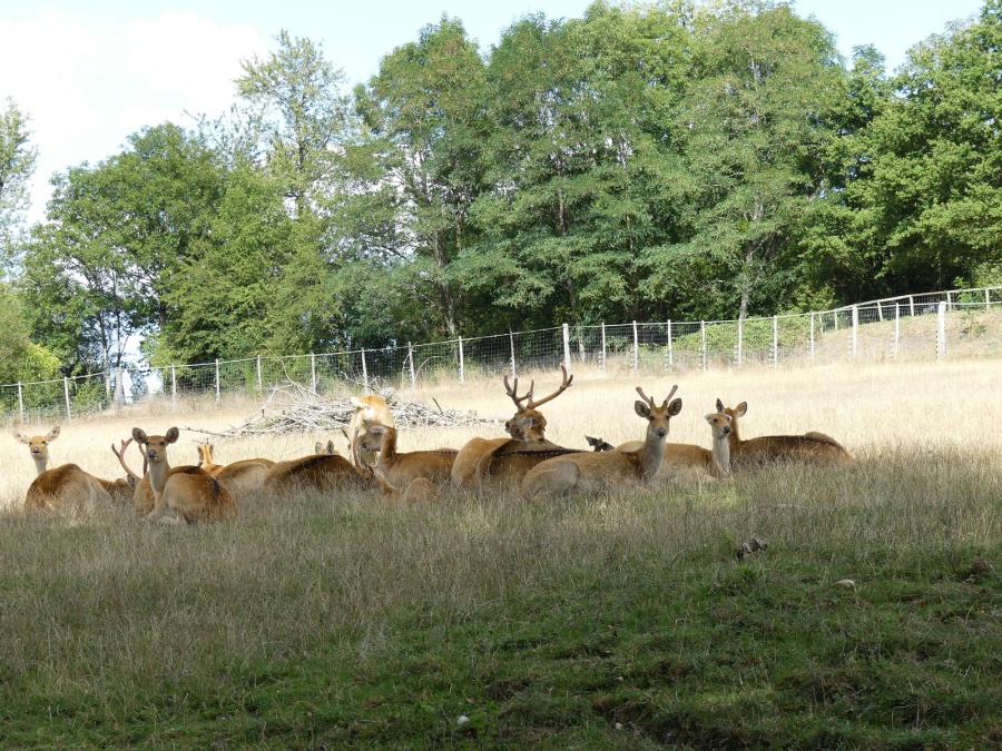 Cerf de Duvaucel
