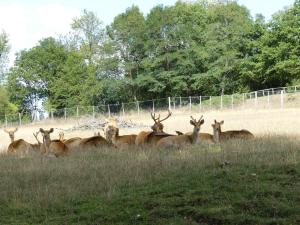 Cerf de Duvaucel