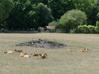 Cerf de Duvaucel - 2019