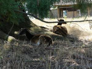 Cerf du Prince Alfred