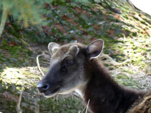 Cerf du Prince Alfred