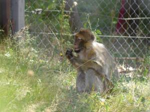 Macaque de Barbarie