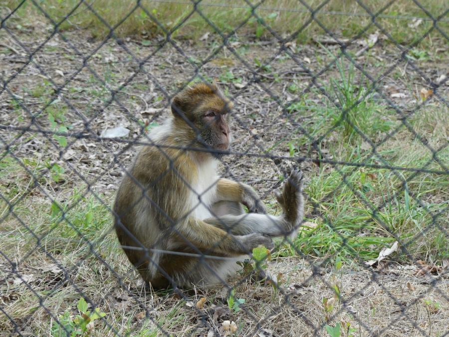 Macaque de Barbarie