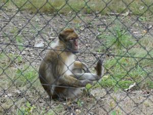 Macaque de Barbarie
