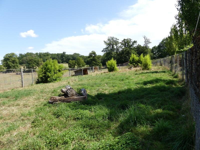 Muntjac de Reeves - 2019