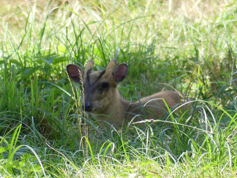Muntjac de Reeves