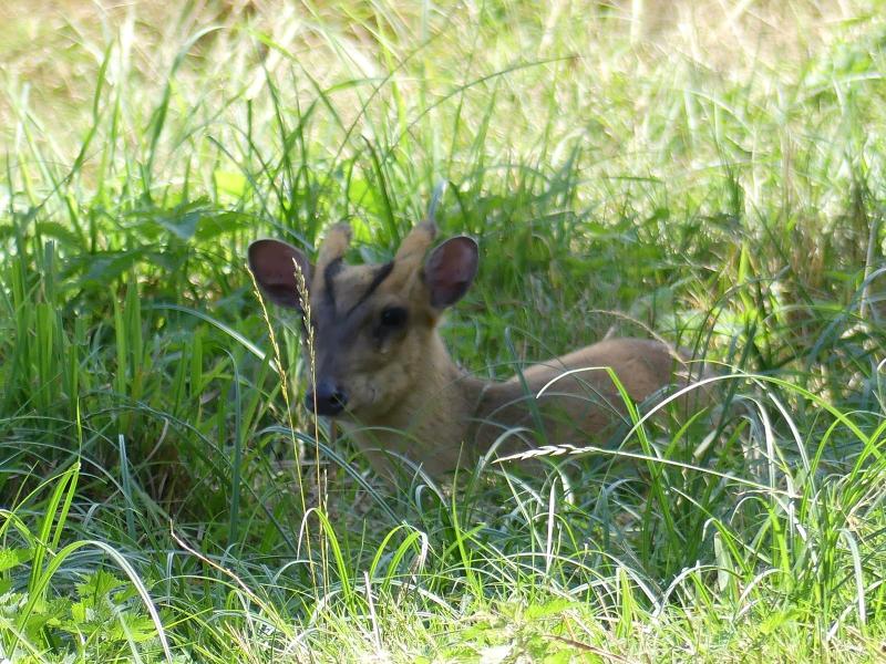 Muntjac de Reeves - 2019