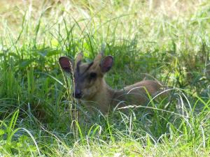 Muntjac de Reeves