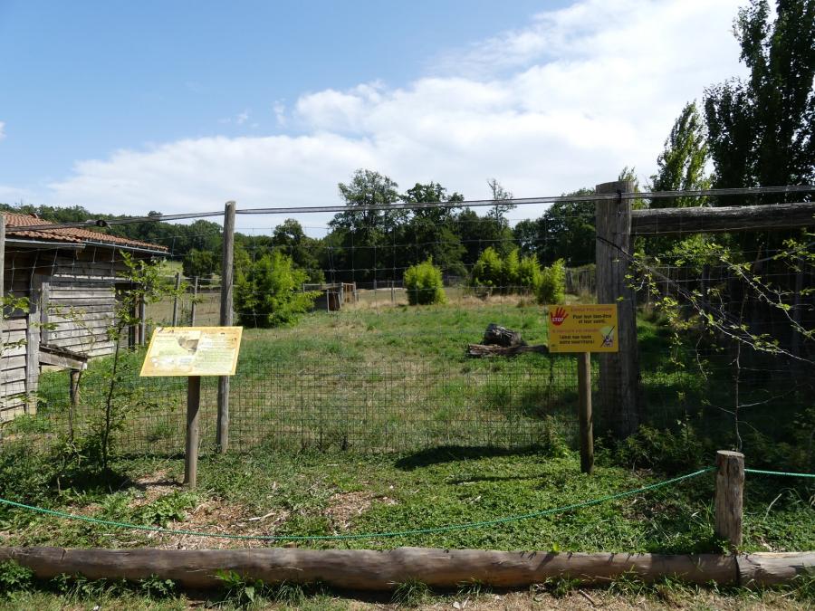 Muntjac de Reeves