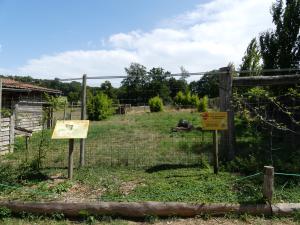 Muntjac de Reeves