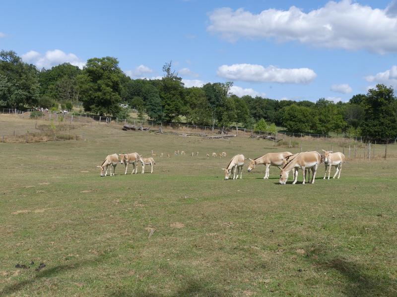 Onagre de Perse - 2019