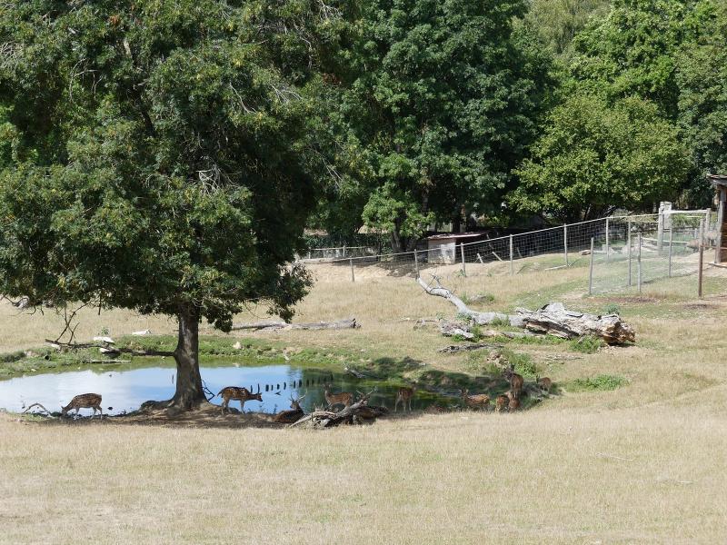 Plaine asiatique - 2019