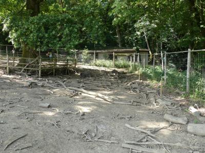 Sanglier de Visayas - Bharals - 2019