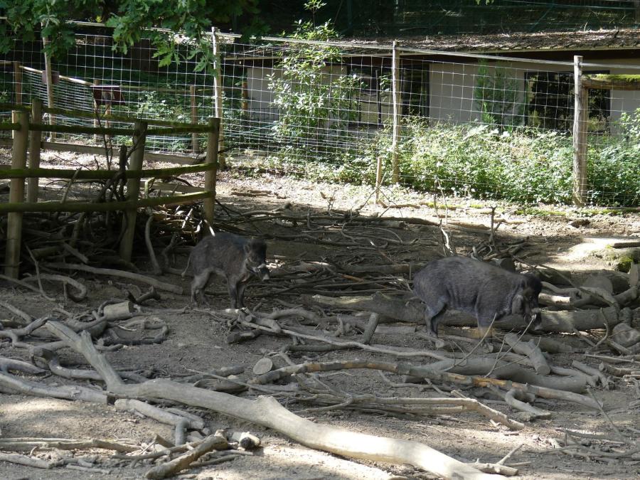 Sanglier de Visayas