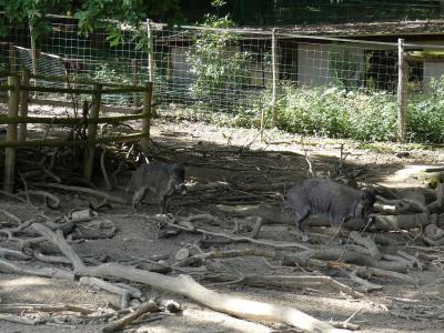 Sanglier de Visayas - 2019