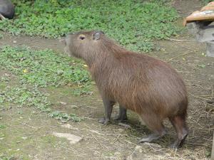 Capybara