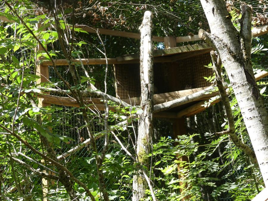 Hibou Grand-duc