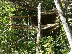 Hibou Grand-duc