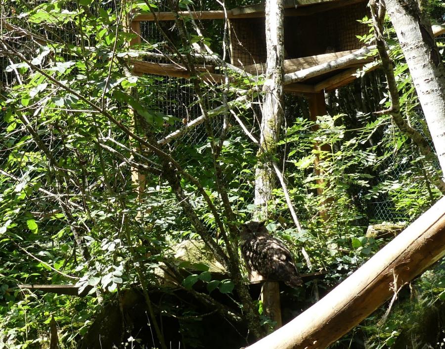 Hibou Grand-duc