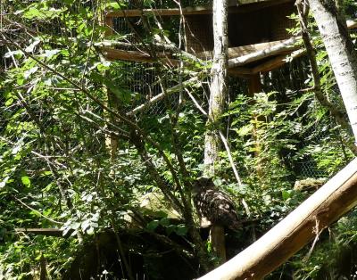 Hibou Grand-duc - 2019