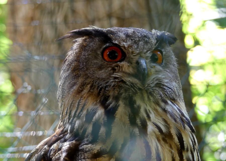 Hibou Grand-duc