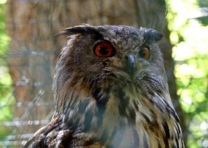 Hibou Grand-duc