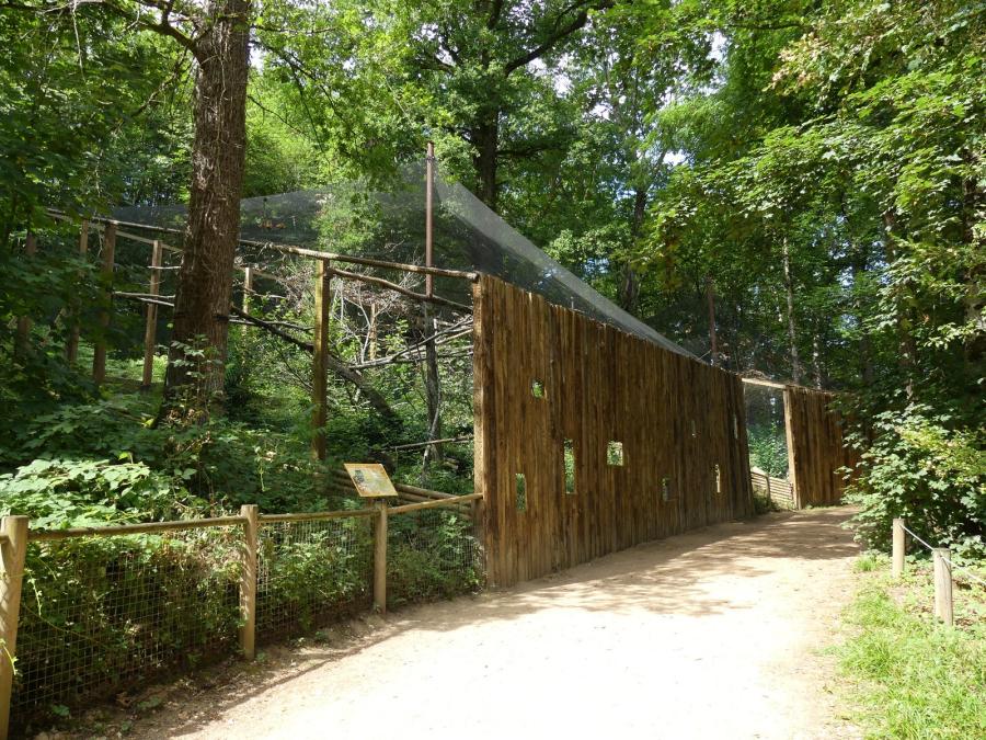 Hibou Grand-duc
