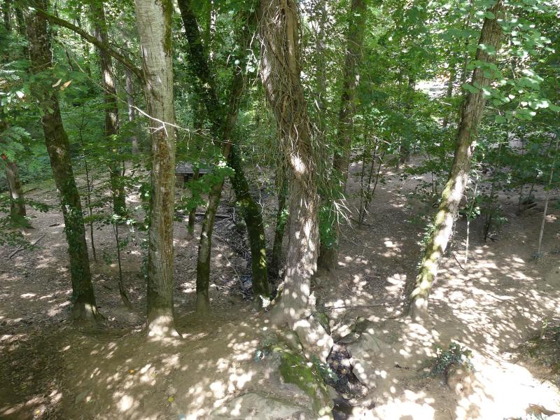 Loup gris commun - 2019