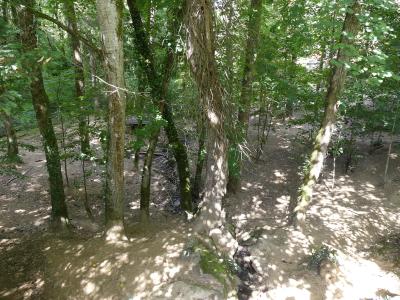 Loup gris commun - 2019