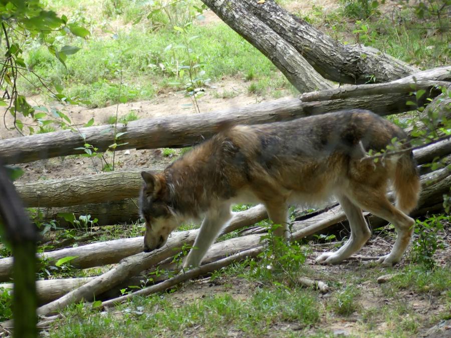 Loup gris commun