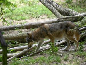 Loup gris commun