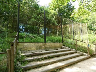 Panthère des neiges - 2019