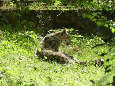 Panthère des neiges - 2019