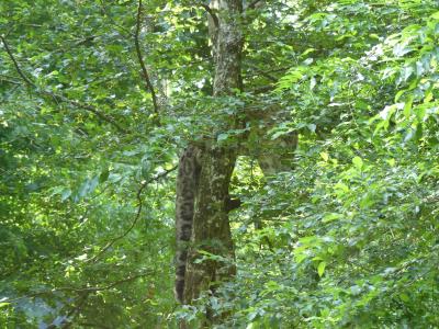 Panthère des neiges - 2019