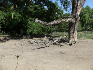 Sanglier de Visayas - Bharals