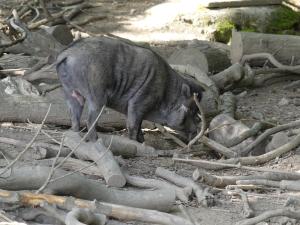 Sanglier de Visayas